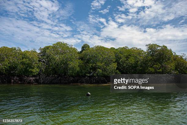 Mida Creek is one of the most productive mangrove ecosystems in the world. Mida Creek is also recognized as an International Bird Area which is part...