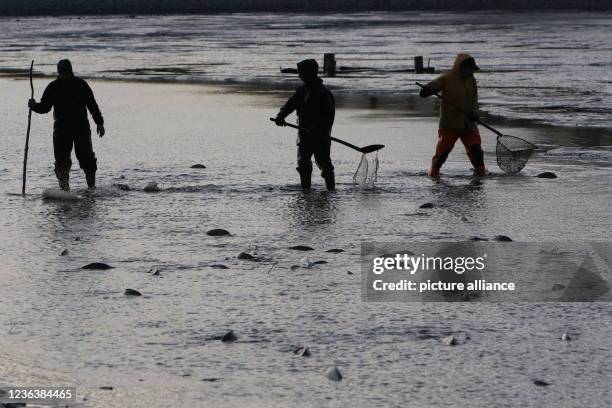 November 2021, Saxony-Anhalt, Veckenstedt: Helpers drive the carp into a canal at the Veckenstedt pond farm during the ongoing fish harvest. Around...