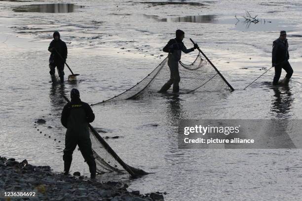 November 2021, Saxony-Anhalt, Veckenstedt: Helpers drive the carp into a canal at the Veckenstedt pond farm during the ongoing fish harvest. Around...