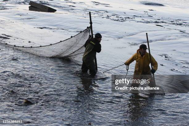 November 2021, Saxony-Anhalt, Veckenstedt: Helpers drive the carp into a canal at the Veckenstedt pond farm during the ongoing fish harvest. Around...