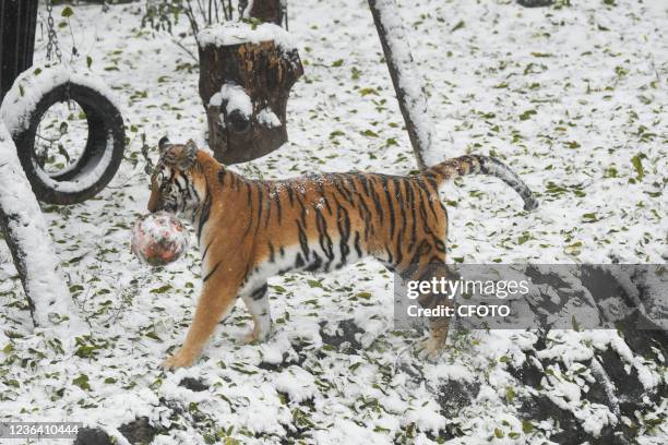 1,111 China Animal Beijing Zoo Photos and Premium High Res Pictures - Getty Images 1,111 China Animal Beijing Zoo Photos and Premium High Res Pictures - Getty Images