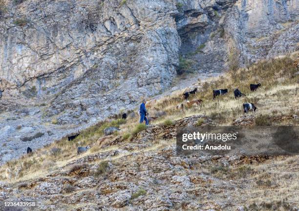 Shepherd grazes animals in the mountainous parts of Gecit village, which has a Mediterranean climate due to its geographical location, near Karakaya...