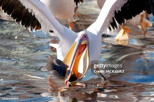 Great white pelican feeds on fish provided by Israeli farmers at a water reservoir in the Emek Hefer valley, north of Tel Aviv, on November 8, 2021....