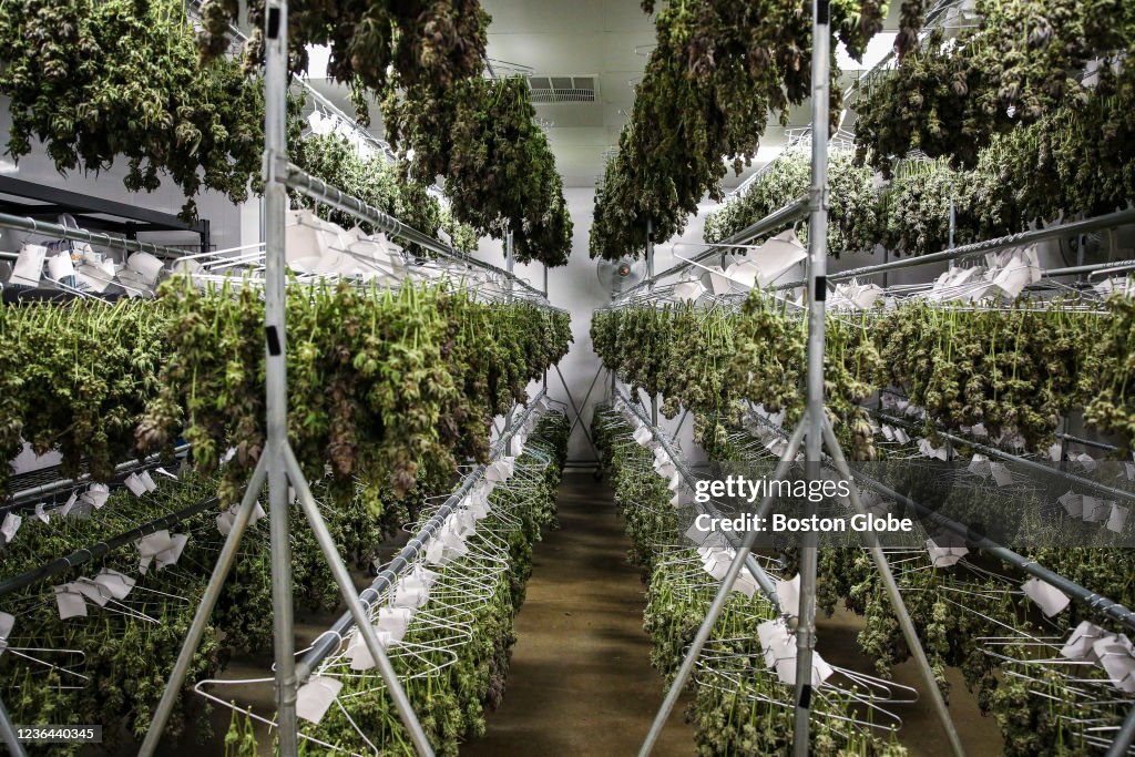How A Baby Weed Plant Becomes An Edible
