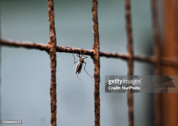 Female Anopheles mosquito is sitting on the window net and mirror inside a house at Tehatta, West Bengal; India on .