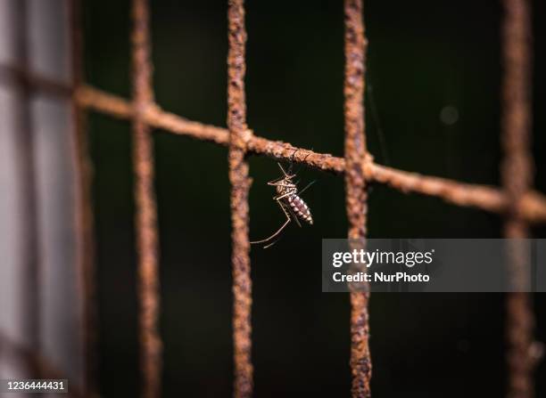 Female Anopheles mosquito is sitting on the window net and mirror inside a house at Tehatta, West Bengal; India on .