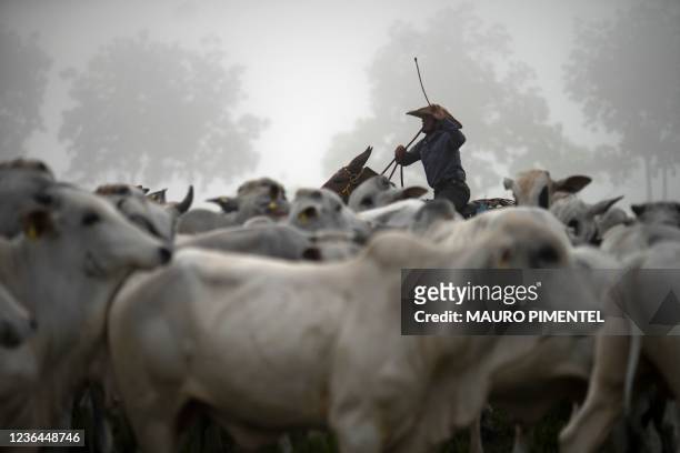Cowboy Dionatao Euzebio leads a herd of cattle to designated pastures as part of a technical manoeuver to reduce the needed area for the animals at...