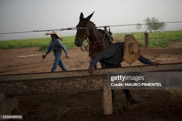 Cowboys Ricardo Trindade and Dionatao Euzebio work driving cattle to designated pastures as part of a technical manoeuver to reduce the needed area...