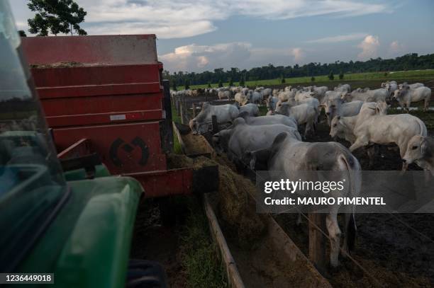 Cowboy Dionatao Euzebio leads a herd of cattle to designated pastures as part of a technical manoeuver to reduce the needed area for the animals at...