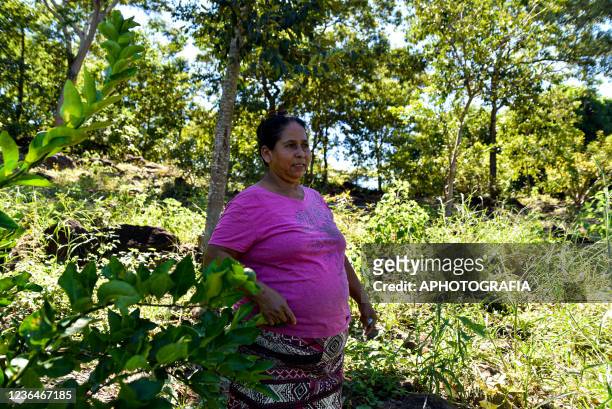 Producer verifies the agroecological plantation in small plots of the Santa Clara community, on November 9, 2021 in San Vicente, El Salvador....