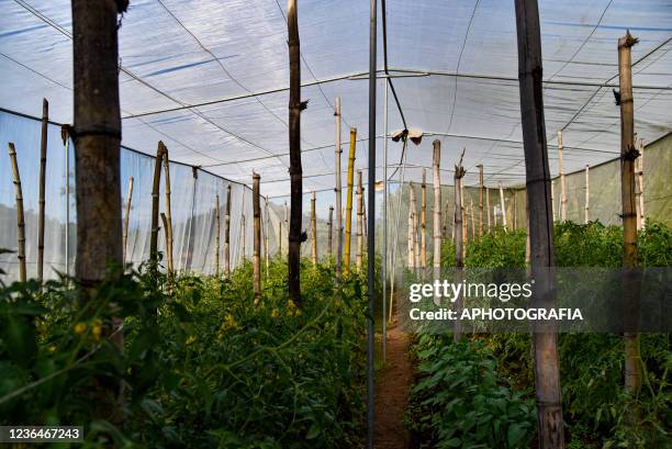 General view of an agroecological plantation harvested in small plots of the Santa Clara community, on November 9, 2021 in San Vicente, El Salvador....