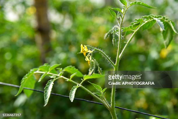 Detail of a tomatoe plant at a agroecological plantation harvested in small plots of the Santa Clara community on November 9, 2021 in San Vicente, El...