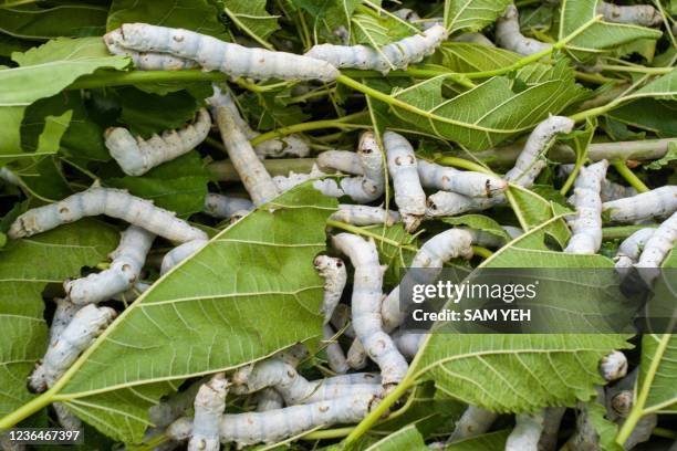 This picture taken on October 27, 2021 shows silkworms feeding on mulberry leaves at a silkworm farm in Miaoli. - Scientists in Taiwan say they have...