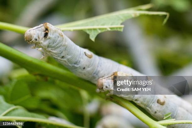 This picture taken on October 27, 2021 shows silkworms feeding on mulberry leaves at a silkworm farm in Miaoli. - Scientists in Taiwan say they have...