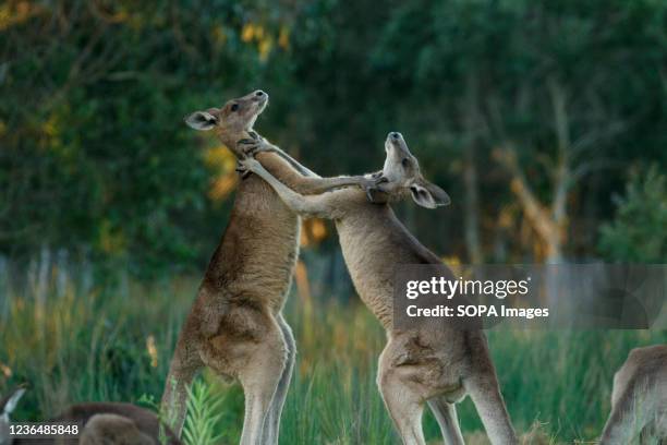 Eastern Grey Kangaroo males fighting in territorial dispute in Tinchi Tamba Wetlands.