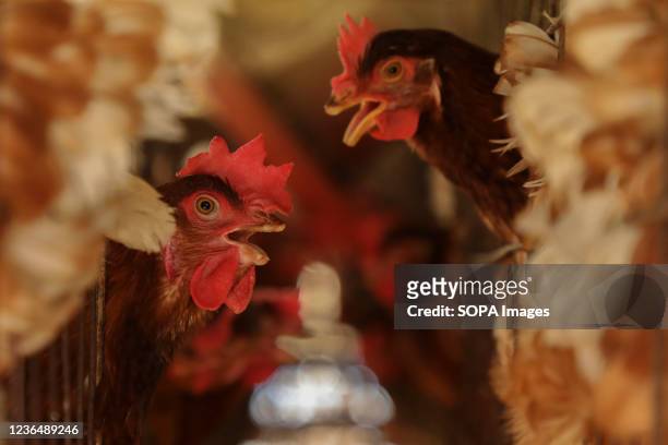 Chickens peer out from a cage at poultry farm in Narayanganj. The economic system of Bangladesh is mostly dependent on agriculture and agricultural...