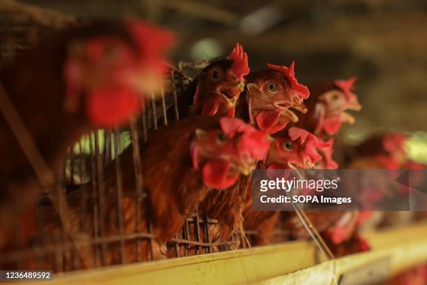 Chickens peer out from a cage at poultry farm in Narayanganj. The economic system of Bangladesh is mostly dependent on agriculture and agricultural...
