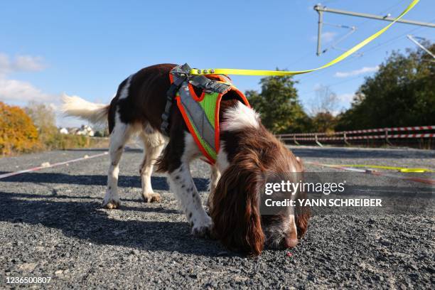 Cocker Spaniel named Monte, who is being trained as detection dog to find endangered species, is pictured during a demonstration by German rail...