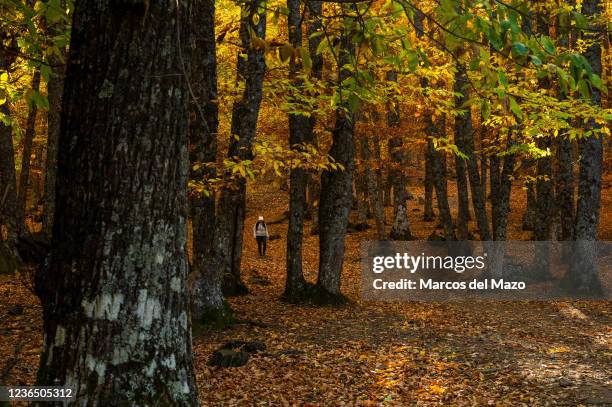 Woman walks through the chestnut grove of El Tiemblo during an Autumn day.