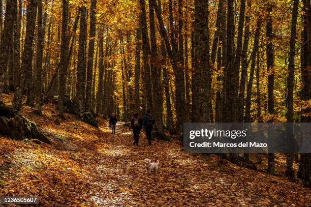 People walk with a dog through the chestnut grove of El Tiemblo during an Autumn day.