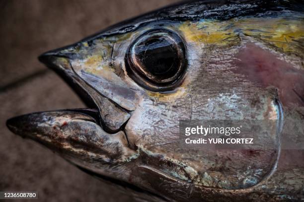 Detail of an albacore tuna caught near Chichiviriche de la Costa beach, Vargas state, Venezuela, on October 31, 2021. - Venezuelan authorities have...