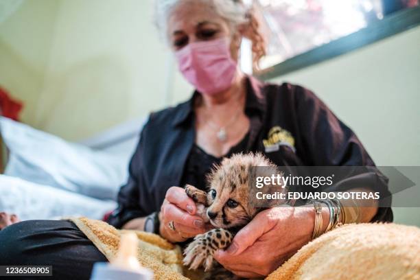 Laurie Marker, founder and executive director of the Cheetah Conservation Fund, holds a baby cheetah in one of the facilities of the organisation in...