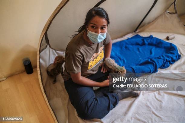 Veterinarian of the Cheetah Conservation Fund plays with baby cheetahs in one of the facilities of the organisation in the city of Hargeisa,...