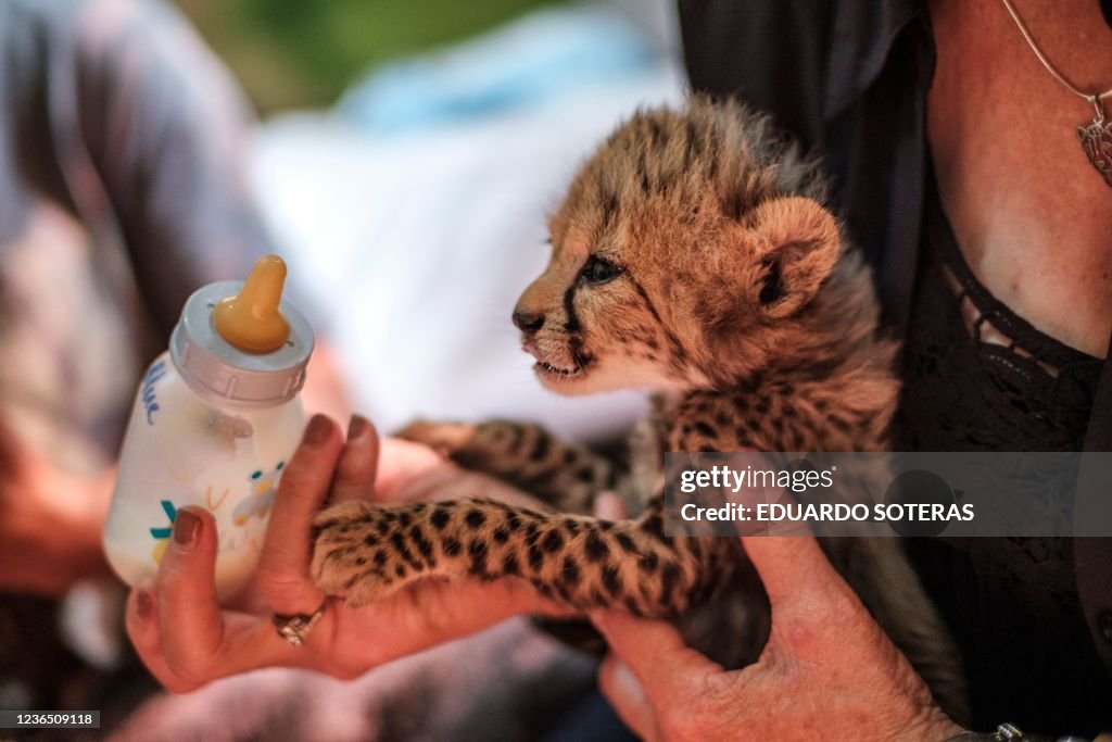 SOMALIA-SOMALILAND-CONSERVATION-ANIMAL-TRADE