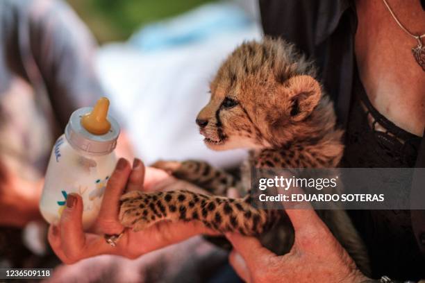 Laurie Marker , founder and executive director of the Cheetah Conservation Fund, feeds a baby cheetah with a milk bottle in one of the facilities of...