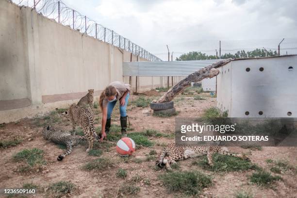 Volunteer of the Cheetah Conservation Fund plays with cheetahs in their cage in one of the facilities of the organisation in the city of Hargeisa,...