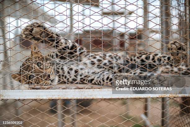 Leopard lays inside a cage in one of the facilities of the Cheetah Conservation Fund, in the city of Hargeisa, Somaliland, on September 17, 2021. -...