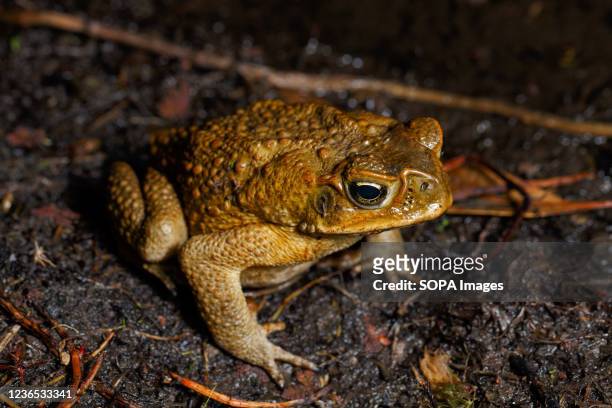 Cane Toad near wetland habitat in boondall wetlands.