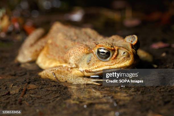 Cane Toad in a shallow pond in boondall wetlands.