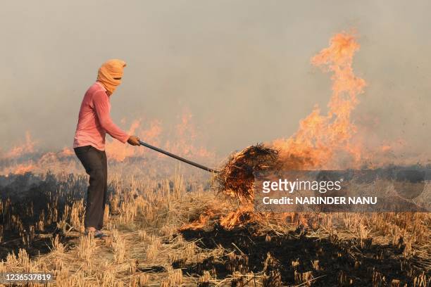 Farmer burns straw stubble after harvesting a paddy crop in a field near the India-Pakistan wagah border, some 35 Km from Amritsar on November 13,...