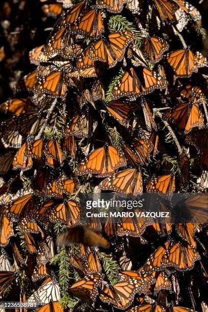 Picture of monarch butterflies taken on December 10, 2008 at the Sierra del Chincua sancturay in Angangueo, in the Mexican state of Michoacan....