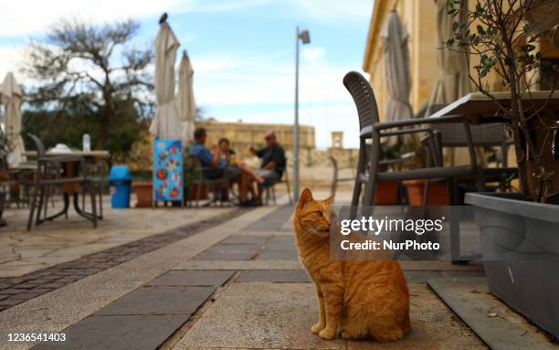 Ginger cat sits outside a cafe in the Upper Barrakka Gardens in Valletta. Malta, Saturday, November 13, 2021.