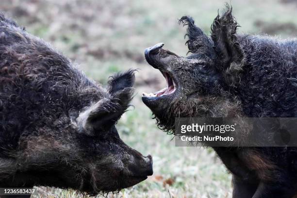 Mangalica breeding pigs are seen at the farm in Sulkowice, Poland on November 14, 2021.
