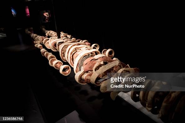 Body Worlds is an exhibition of real human bodies and contains real ...