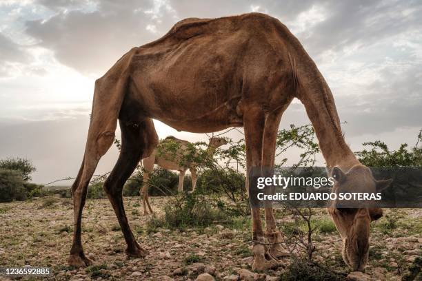 Camels, belonging to the herd of Ali Abdi Elmi, feed themselves in the outskirts of the city of Hargeisa, Somaliland, on September 18, 2021. - For...