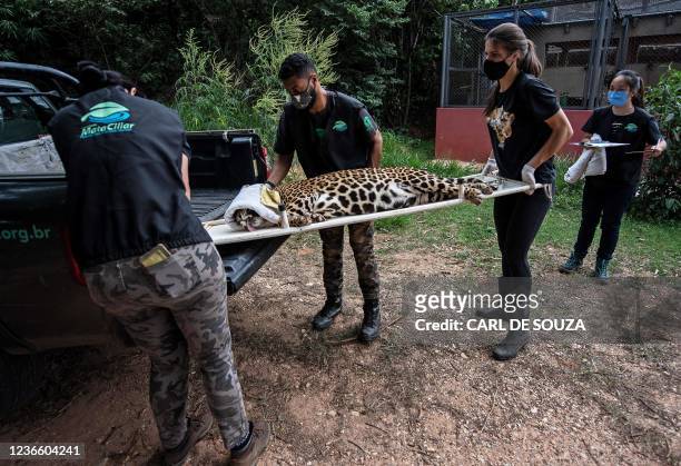 Potira, a female jaguar, is transported to an operating room after being tranquillised for a medical check up at the Mata Ciliar Association...