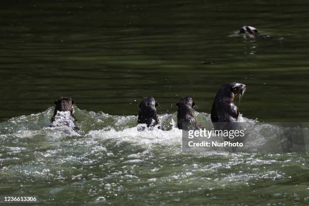 Bevy of smooth coated otters swim at Singapore River on November 17, 2021 in Singapore. Wild otters are making a comeback to the urban city state...