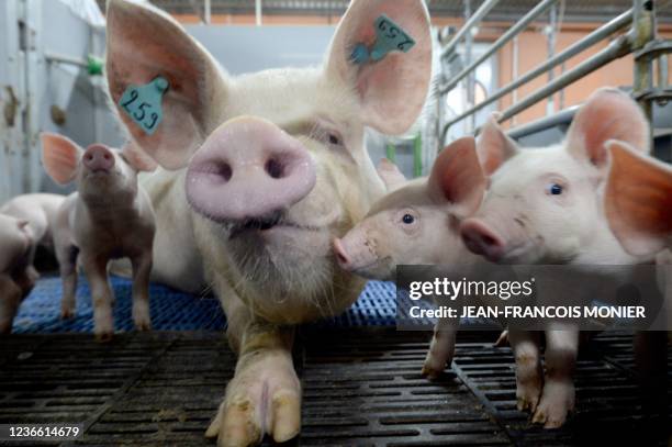 Picture shows a sow and her 21-day-old piglets in a pen in La Colombe, near Villedieu-les-Poeles, western France, on November 8, 2021.