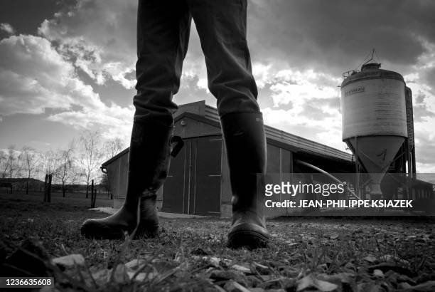 Un aviculteur porte des bottes en caoutchouc, le 01 février 2007 à La Boisse, avant de pénétrer dans le hangar où il élève plus de 5.000 pintades. La...