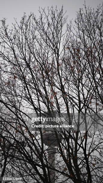 November 2021, Berlin: View through a bare tree to the television tower. Photo: Britta Pedersen/dpa-Zentralbild/ZB