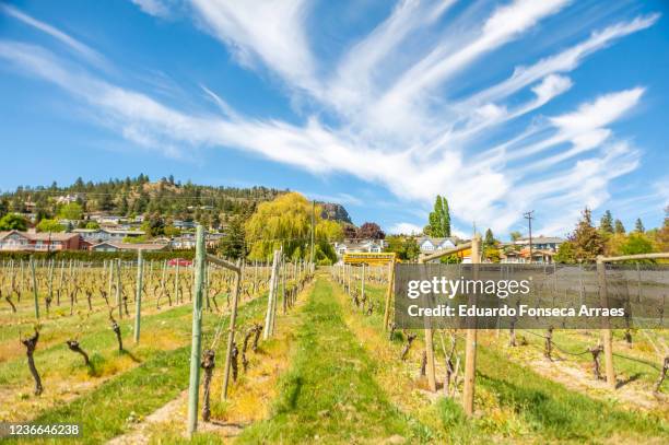 view of vineyards and houses of kelowna, against a sunny clear blue sky - okanagan vineyard stockfoto's en -beelden