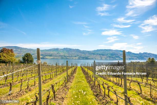 view of vineyards and okanagan lake, against a sunny clear blue sky - canada wine stock-fotos und bilder