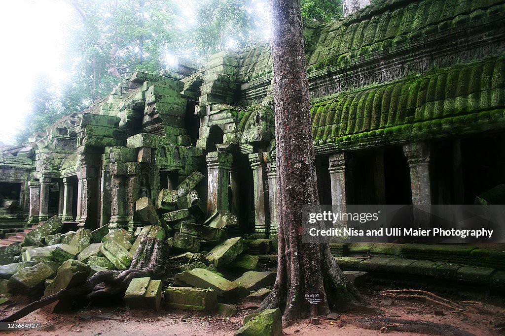 Jungle is taking over at Angkor wat.