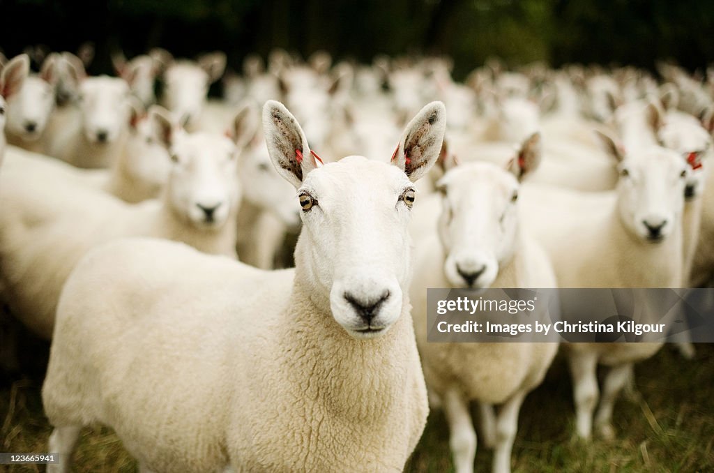 Flock of sheep