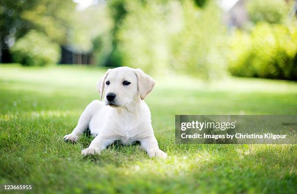 labrador puppy in garden uk - lab puppies stock pictures, royalty-free photos & images