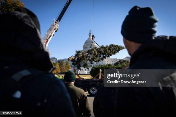 The U.S. Capitol Christmas tree is unloaded from a flatbed truck on the West Front of the U.S. Capitol on November 19, 2021 in Washington, DC. This...